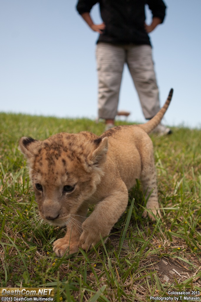 Colossalcon_2013_-_CFJT_-_Baby_Tiger_023.jpg